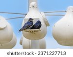 A pair of purple martins perch on a nest at the visitor center at Magee Marsh Wildlife Area, near Oak Harbor, Ohio.