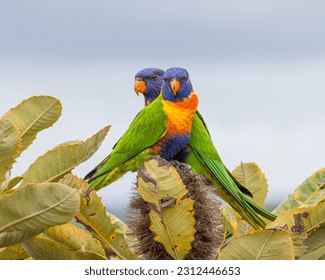 Pair of Rainbow Lorikeets perched on a Banksia flower. - Powered by Shutterstock