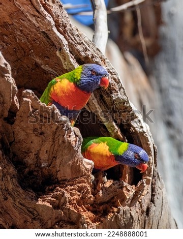 Pair of rainbow lorikeets in a tree hollow