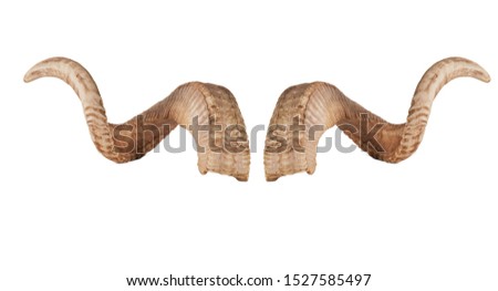 Pair of ram horns isolated on white background 