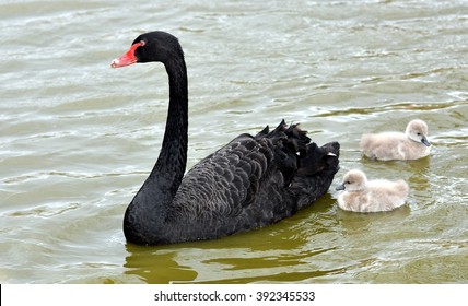 Australian Black Swans Images, Photos & Vectors