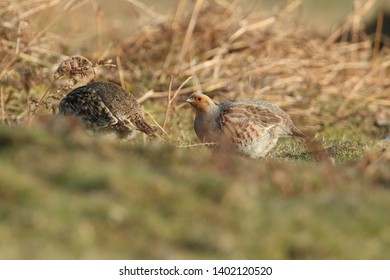 A Pair Of Rare Grey Partridge, Perdix Perdix, Feeding In The Moors Of Durham, UK.