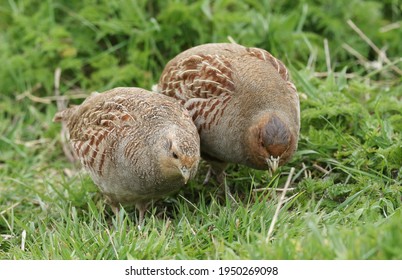 A Pair Of Rare Grey Partridge, Perdix Perdix, Feeding In A Field In The UK.