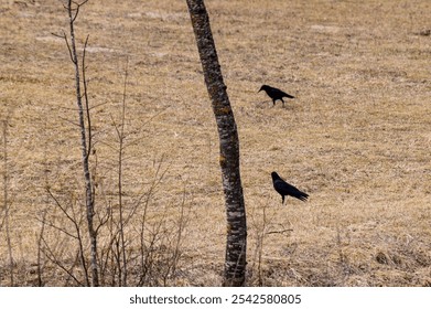 A pair of ravens standing on the field ground searching for food among yellow dry grass - Powered by Shutterstock