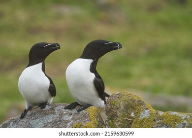 673 Great auk Images, Stock Photos & Vectors | Shutterstock