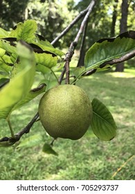 Pair ready for picking
