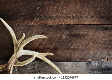 A Pair Of Real White Tail Deer Antlers Over A Rustic Wooden Background. They Are Used By Hunters When Hunting To Rattle In Other Large Bucks. Free Space For Text.