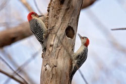 Pair Of Red Bellied Woodpecker Birds Looking For Bugs On A Dead Tree