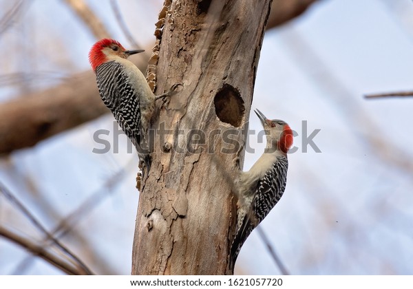 Pair of red bellied woodpecker birds looking for\
bugs on a dead tree
