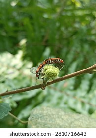 A pair of red cotton stainer bugs (Dysdercus cingulatus) mating on a green flower bud, macro photography