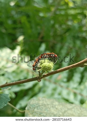 A pair of red cotton stainer bugs (Dysdercus cingulatus) mating on a green flower bud, macro photography