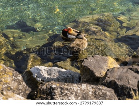 A pair of Red Crested Pochards