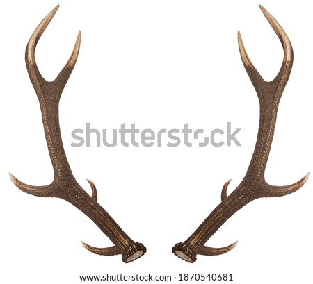 Pair of red deer antlers on a white background. Deer antlers. Isolatedon white background. 