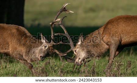 A pair of red deer stags (Cervus elaphus) seen locking antlers to compete for mating rights during the annual rutting season in October