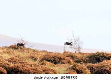 Pair Of Red Grouse Flying Low Over Moorland Heather