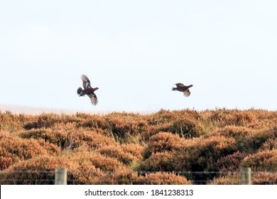 Pair Of Red Grouse Flying Low Over Moorland Heather