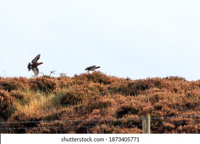 Pair Of Red Grouse Flying Low Over Moorland Heather