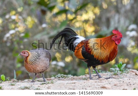A pair of Red jungle fowl found during safari in the forest, very rare picture of jungle fowl pair in one frame