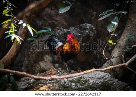pair of Red jungle fowl found during safari in the forest, very rare picture of jungle fowl pair in one frame