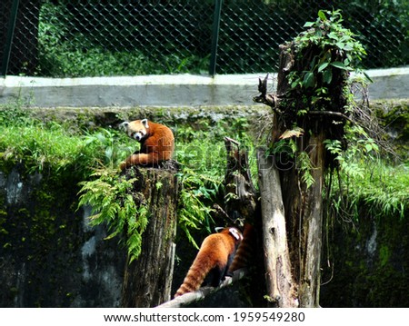 A pair of red pandas playing at Himalayan Zoological Park in Gangtok, Sikkim. This is the state animal of Sikkim and the most endangered species in the world. Only 500 red pandas wore found in Sikkim.