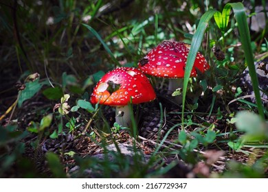 A pair of red and white spotted mushrooms (fly agarics, Amanita muscaria) in the forest. Beautiful scenic view in Kabardino-Balkaria Republic, North Caucasus, Russia, Europe. Tilt shift effect image 