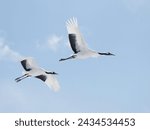 Pair of Red-crowned Cranes flying