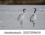 Pair of red-crowned cranes Grus japonensis in a snow-covered meadow. Akan International Crane Center. Kushiro. Hokkaido. Japan.