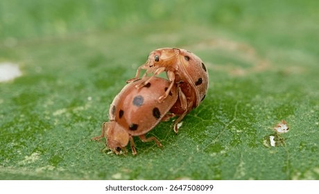 A pair of reddish-brown spotted beetles mating on a green leaf. This macro photo shows insect behavior in detail, ideal for illustrating reproduction, biodiversity, and ecology