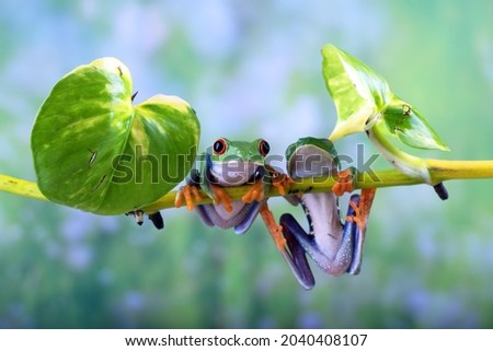 a pair of red-eyed green tree frogs hanging on the root of the tree