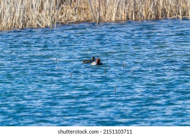 A Pair of Redhead Ducks swim in a marsh on Harsen's island, Clay Township, Michigan.