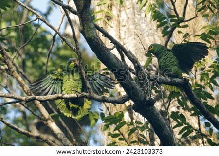 a pair of Red-lored Parrots rest on branches