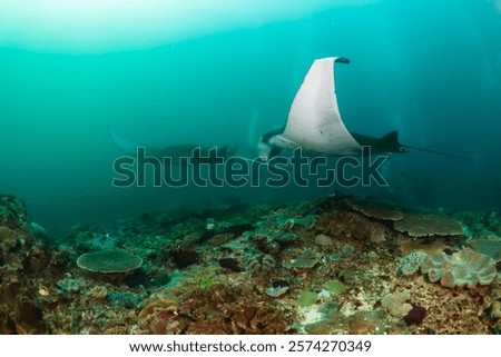 Pair of Reef Manta Rays (M. alfredi) on a dark, green coral reef