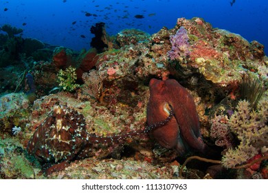 A Pair Of Reef Octopus / Day Octopus Mating On A Tropical Reef In Komodo, Indonesia