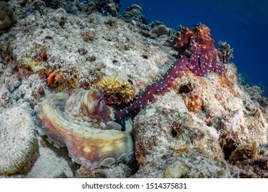 1,895 Png reef Images, Stock Photos & Vectors | Shutterstock