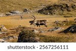 Pair of reindeer with big antlers wandering in arctic tundra in the wilderness of Lapland in Sweden on Kungsleden trail shows stereotype of Scandinavia landscape.