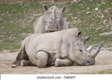 Metro Toronto Zoo Images Stock Photos Vectors Shutterstock