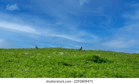 A pair of ringed plover (Vanellus vanellus) standing on the grass.