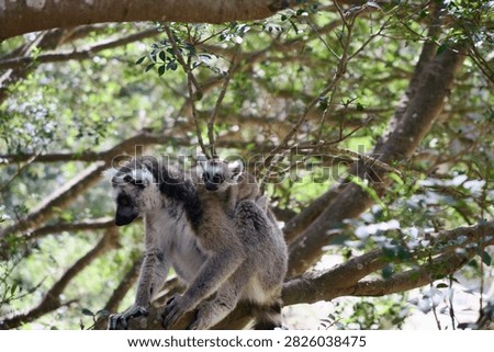 Pair of Ring-Tailed Lemurs Sitting Together in Sunlight