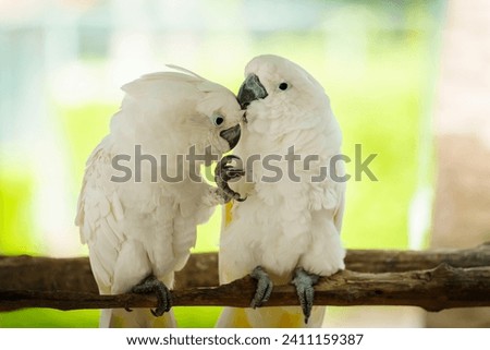 pair of romantic Tanimbar Corella (Cacatua goffiniana) also known as the Goffin's cockatoo kissing