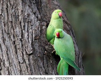 A Pair of Rose-ringed Parakeets