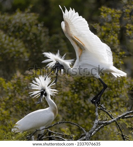 Pair of royal spoonbills greeting; White Heron Sanctuary, Royal spoonbill landing in tree; White Heron Sanctuary, Whataroa, New Zealand