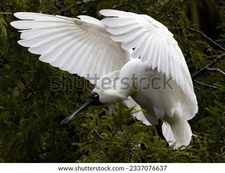 Pair of royal spoonbills greeting; White Heron Sanctuary, Royal spoonbill landing in tree; White Heron Sanctuary, Whataroa, New Zealand