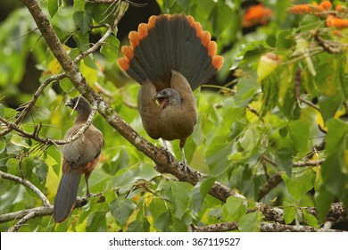 Pair Rufous-vented Chachalaca  Ortalis Ruficauda Perched On Branches In Treetop,in Mating Call, Male Displays To Female Outstretched Rufous Tail. Green Leaves In Background. Tobago Island.