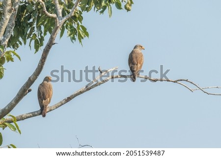A pair of Rufous-winged Buzzard