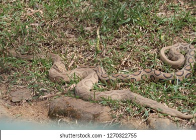 A Pair Of Russell's Viper