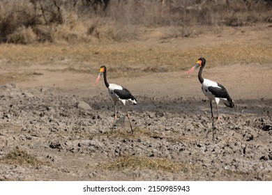 A Pair Of Saddle-billed Storks On A Rural Area In South Africa