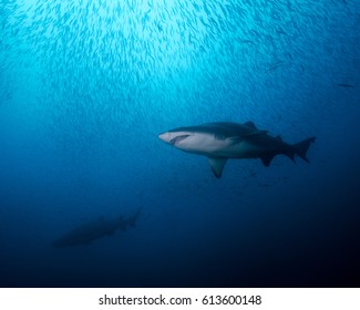 A Pair Of Sand Tiger Sharks In North Carolina