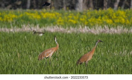 Pair Of Sandhill Cranes Attacked By Red-winged Blackbird