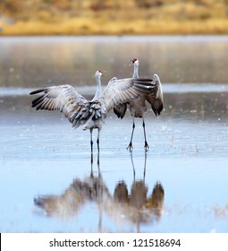 A Pair Of Sandhill Cranes Dancing At Bosque Del Apache National Wildlife Reserve In New Mexico USA.