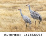 A pair of sandhill cranes in an Idaho field.  Sandhill cranes mate for life; this is most likely a male and female pair.